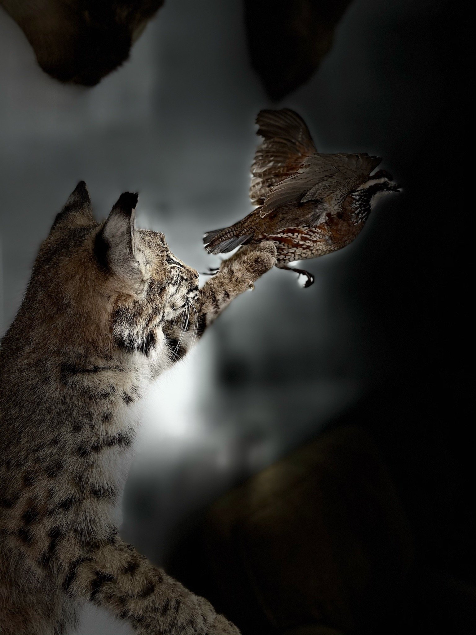 Dallas Taxidermy: The Best Taxidermist in Dallas