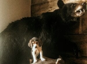 hunting dogs