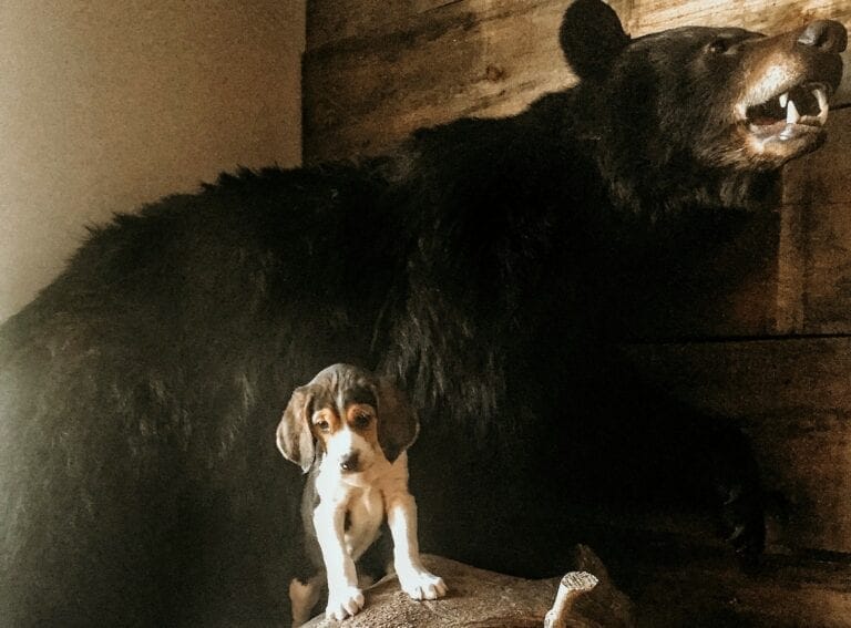 hunting dogs