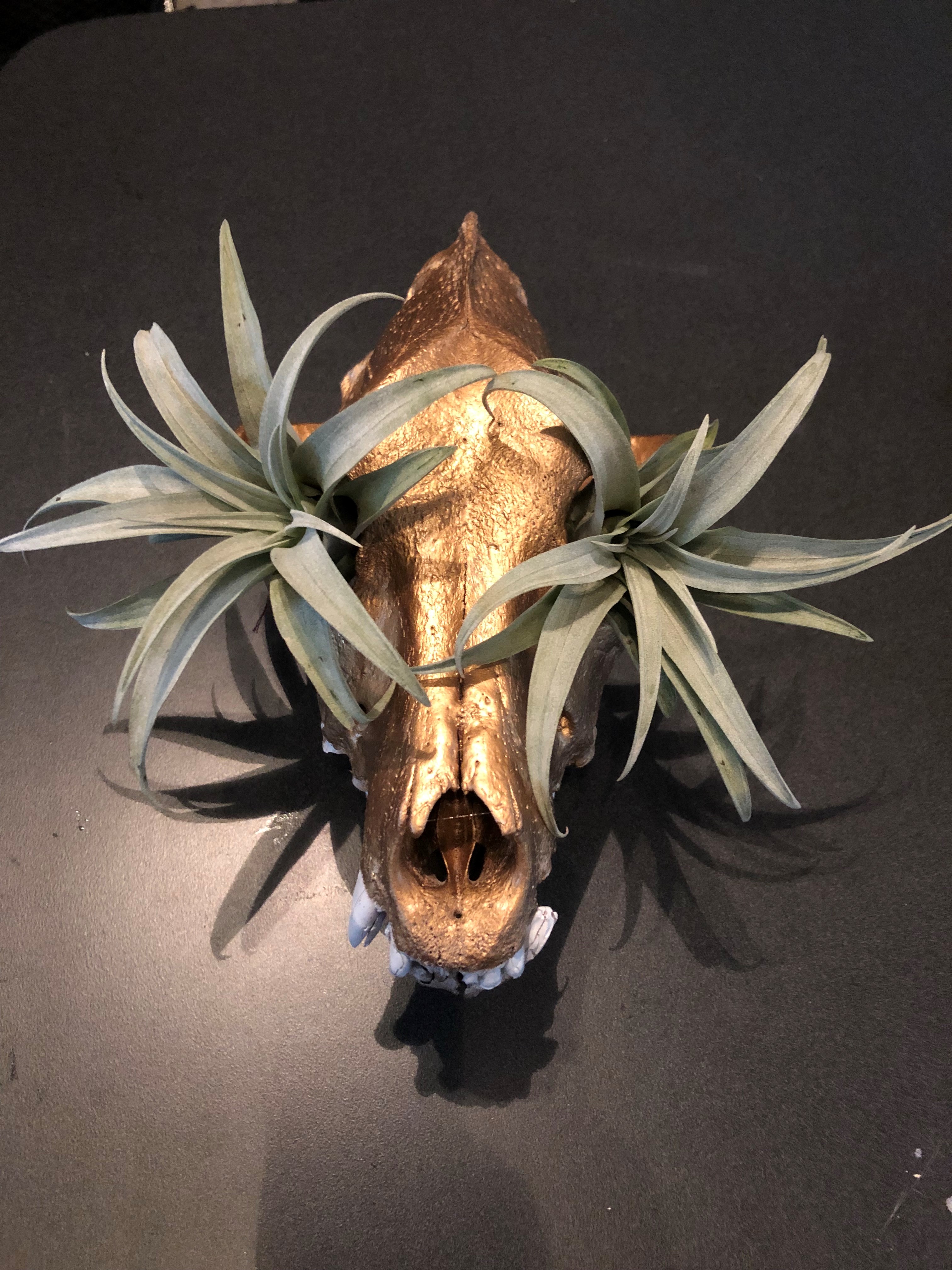 Miss Pursuit Coyote Skull