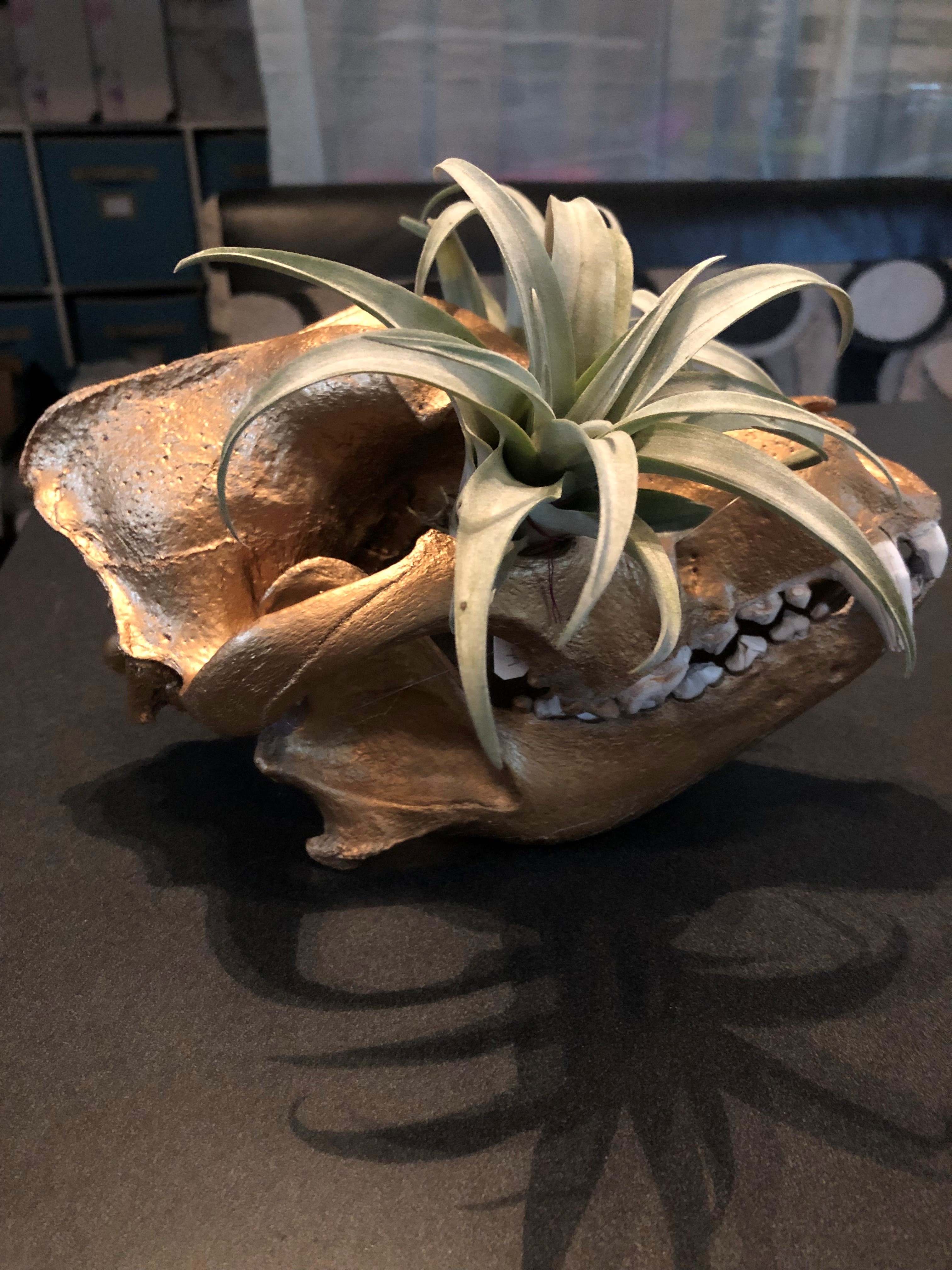 Miss Pursuit Coyote Skull