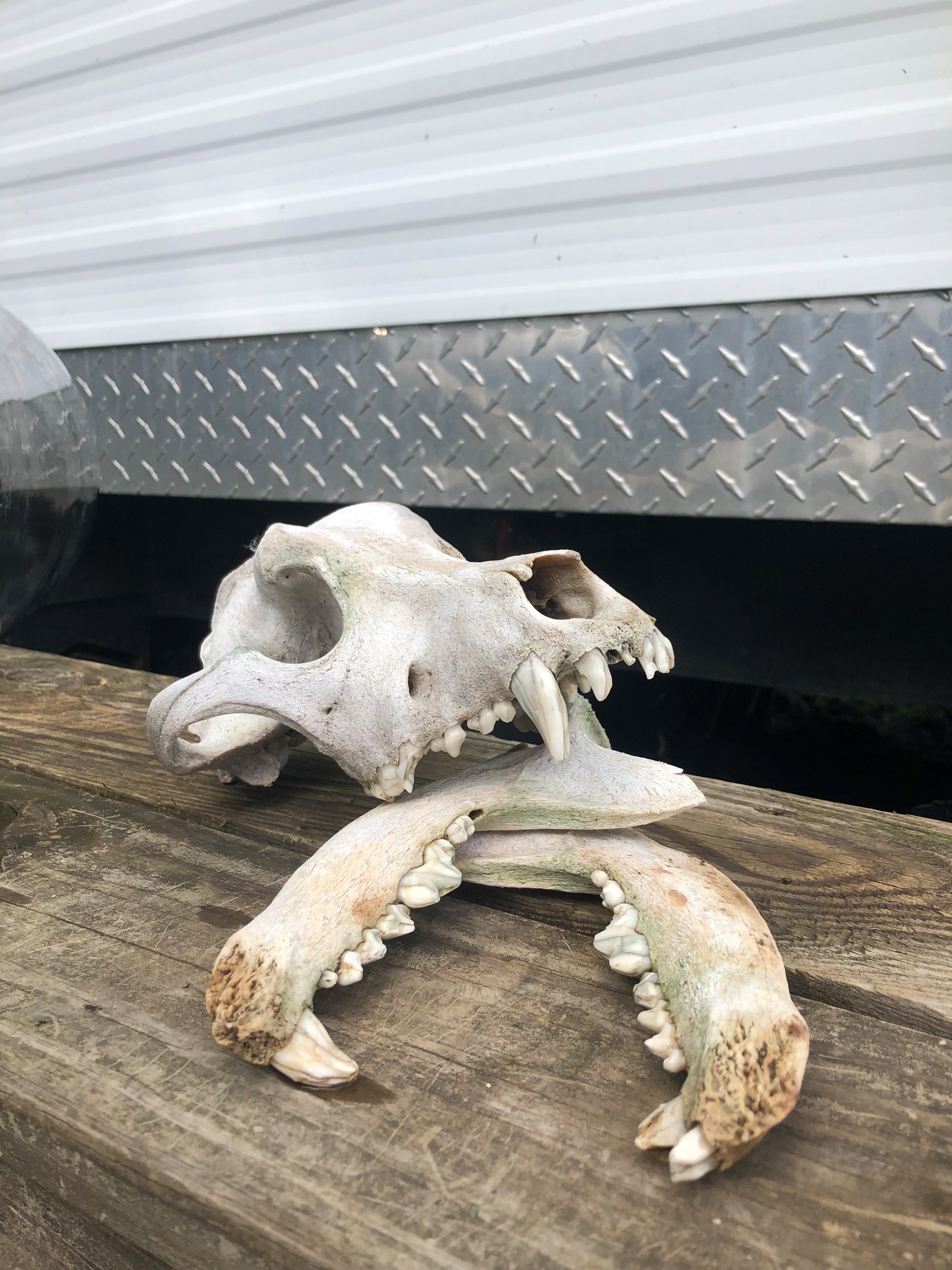 Coyote Skull, real bone, available for purchase at natur.