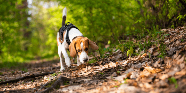 Tracking with Dogs: The Benefits and How to Get Started