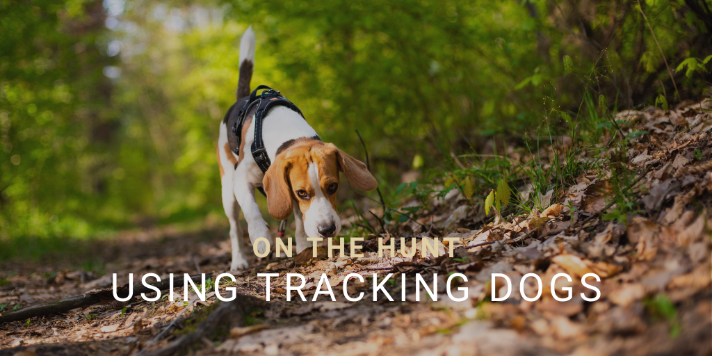 On the Hunt Using Tracking Dogs Miss Pursuit