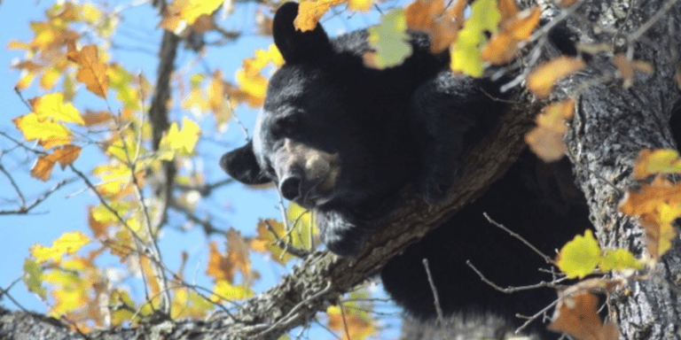 Traveling in Wisconsin: Hunting, Hiking, and Eating