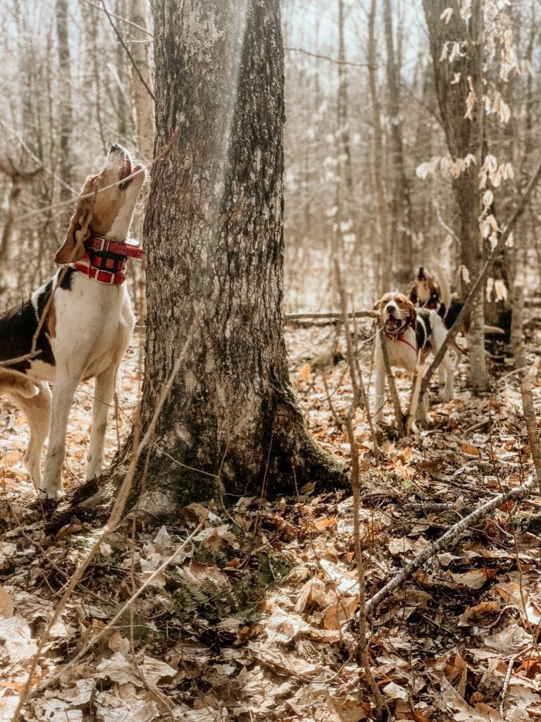 training your dog to hunt