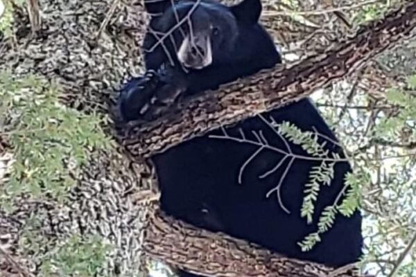 Hunting Bears with Dogs