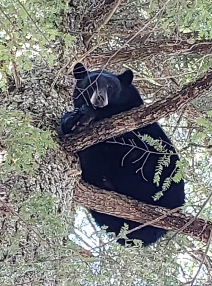 Hunting Bears with Dogs