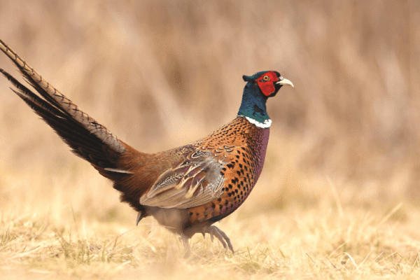 pheasant