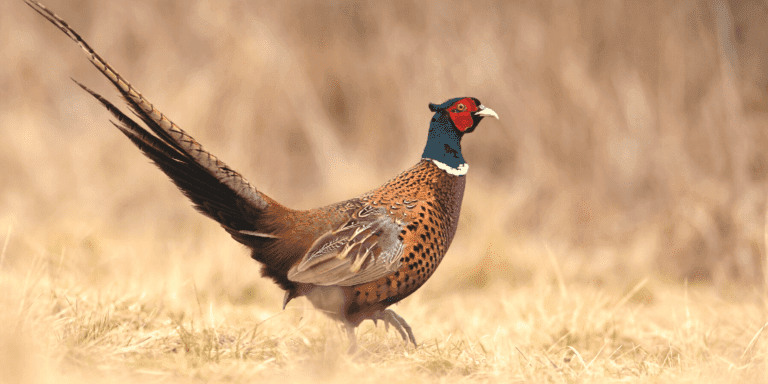 Recipe with Pheasant: Pheasant & White Bean Chili