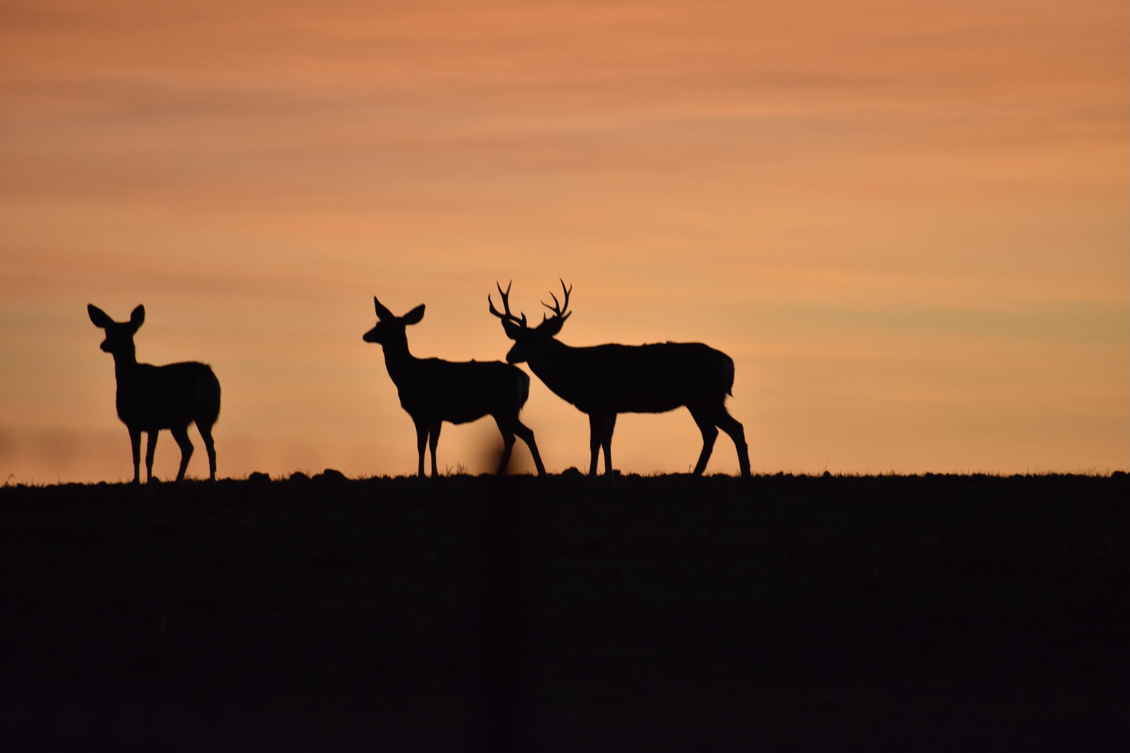 The Difference Between Trophy Hunting and Herd Management