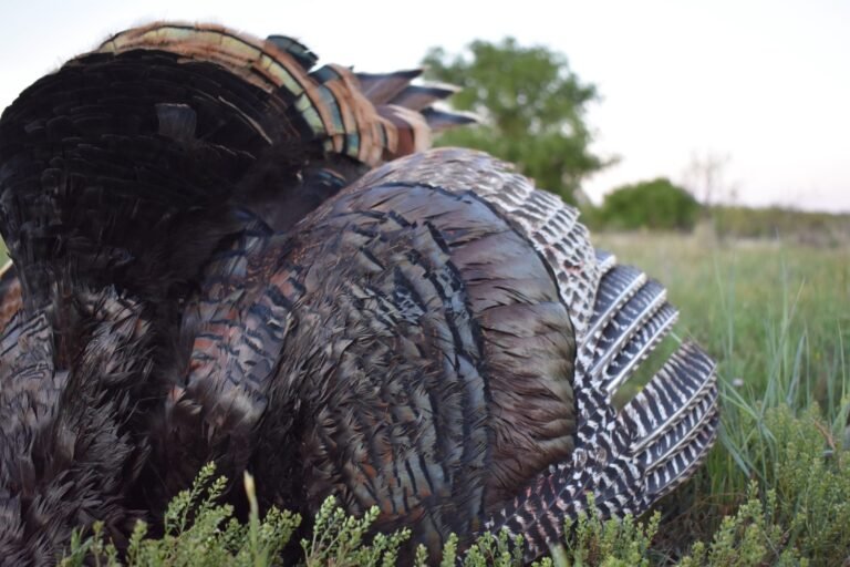 How to Organize Your Hunting Gear in a Turkey Backpack with a Seat?