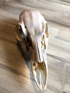 How to Clean a Skull with OxiClean