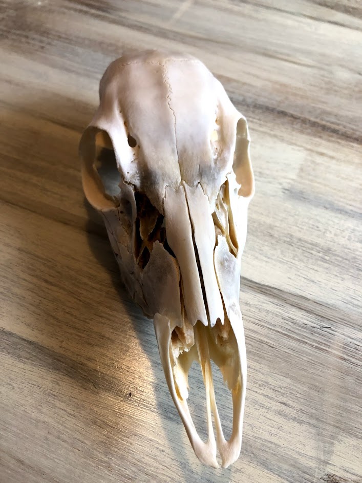 How To Clean A Deer Skull Found In The Woods: Quick & Easy