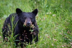 How to Field Judge a Black Bear