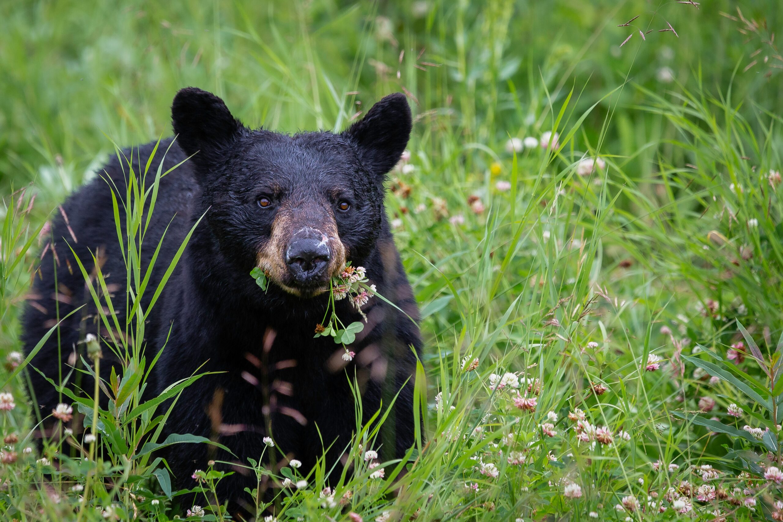 How to Field Judge a Black Bear