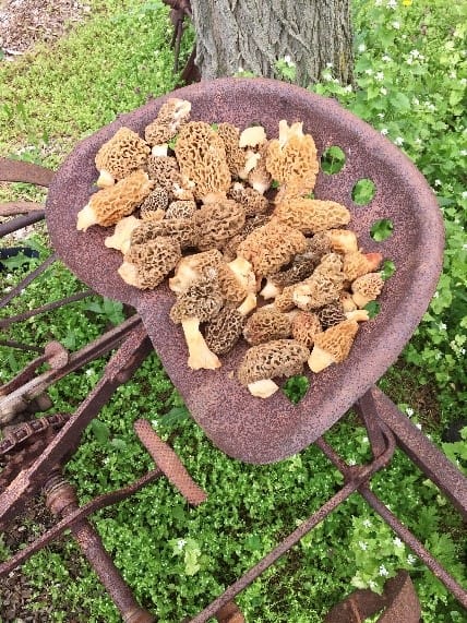 yellow morel mushrooms