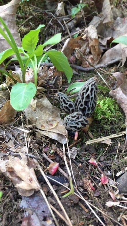 black morel mushrooms