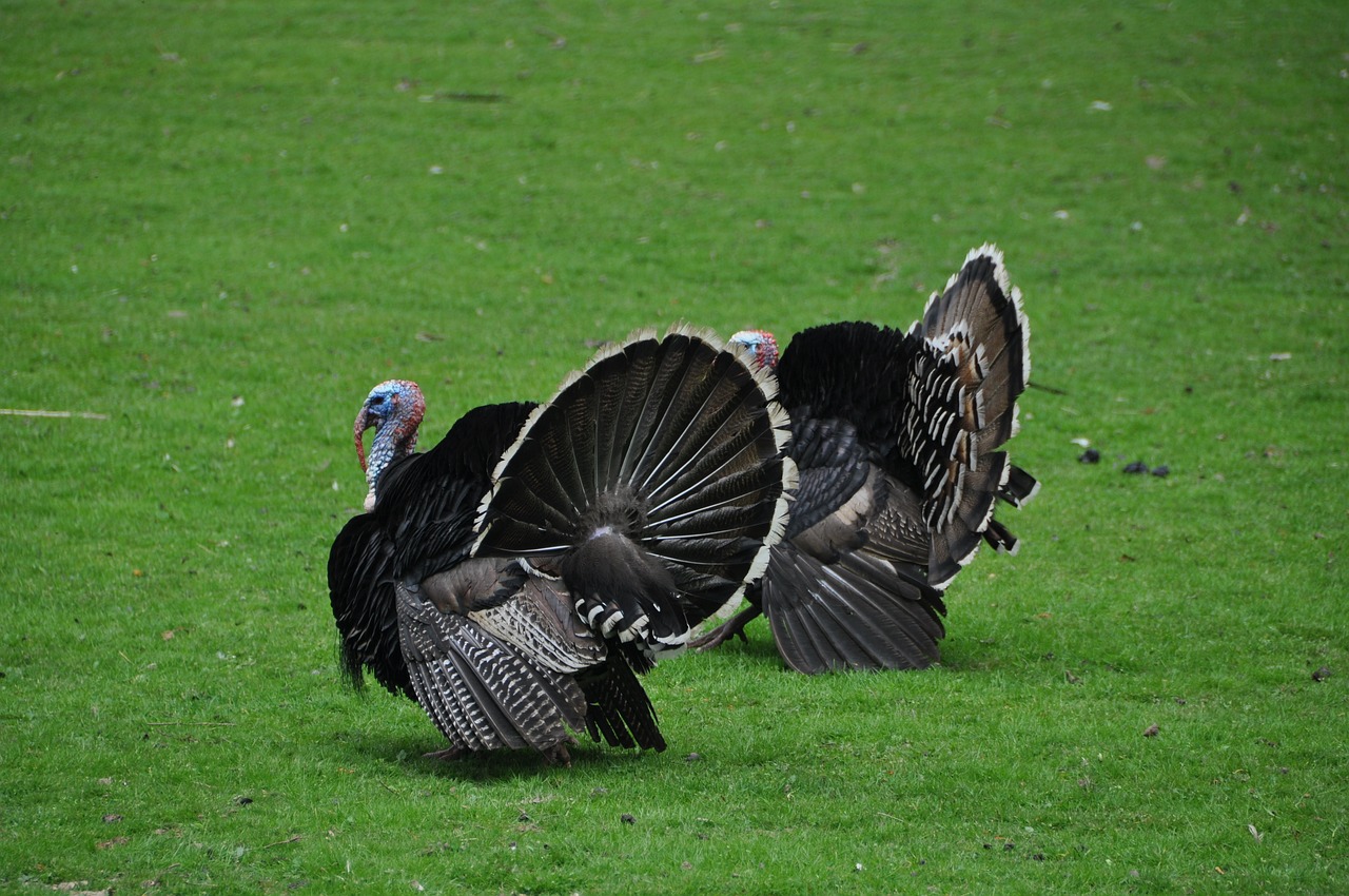 turkey season
