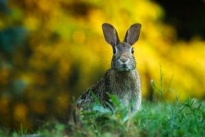How to DIY a Lucky Rabbit's Foot