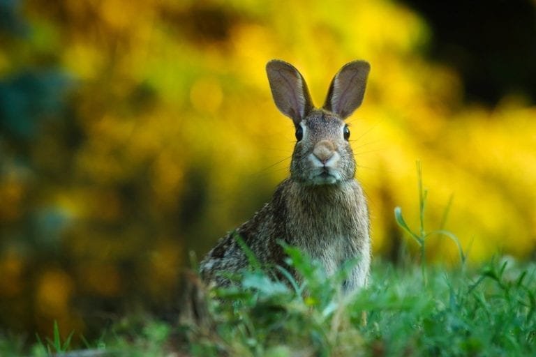 how to DIY a lucky rabbit's foot