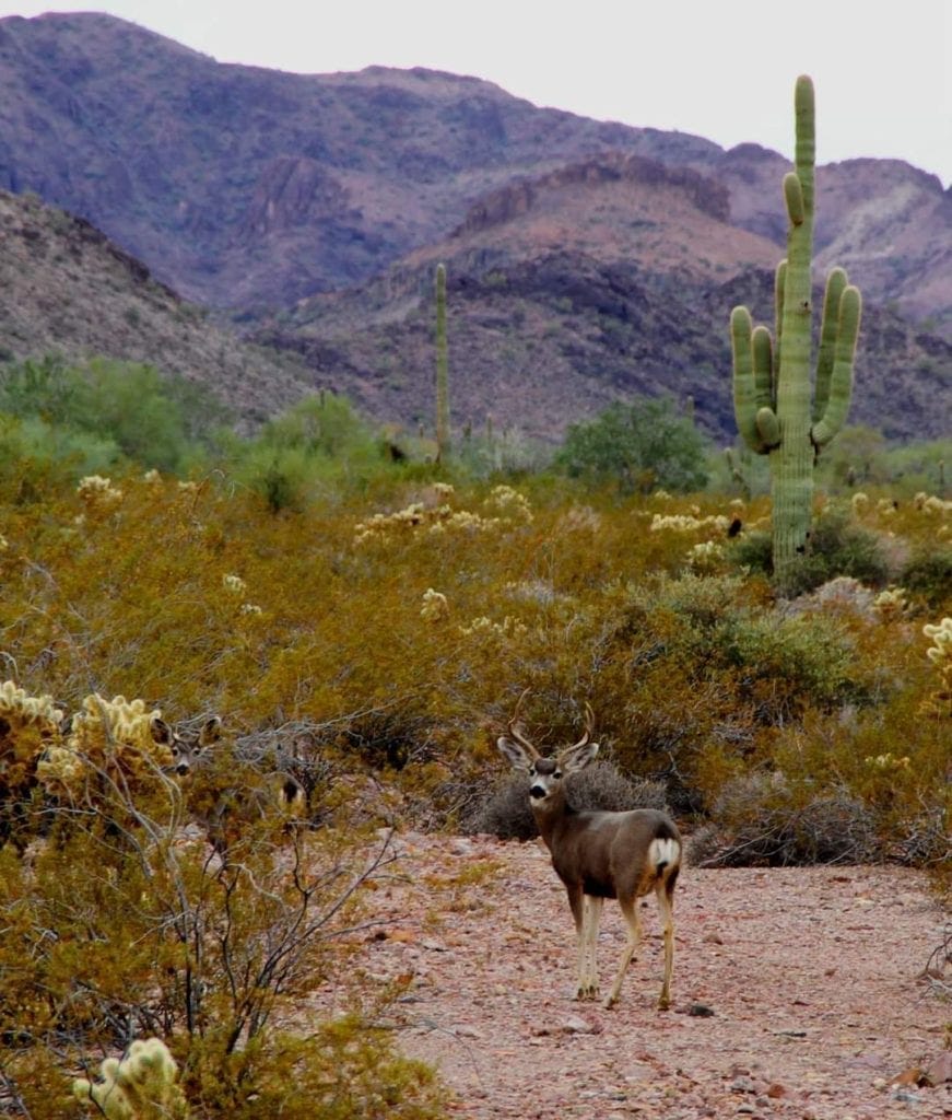 hunt in arizona