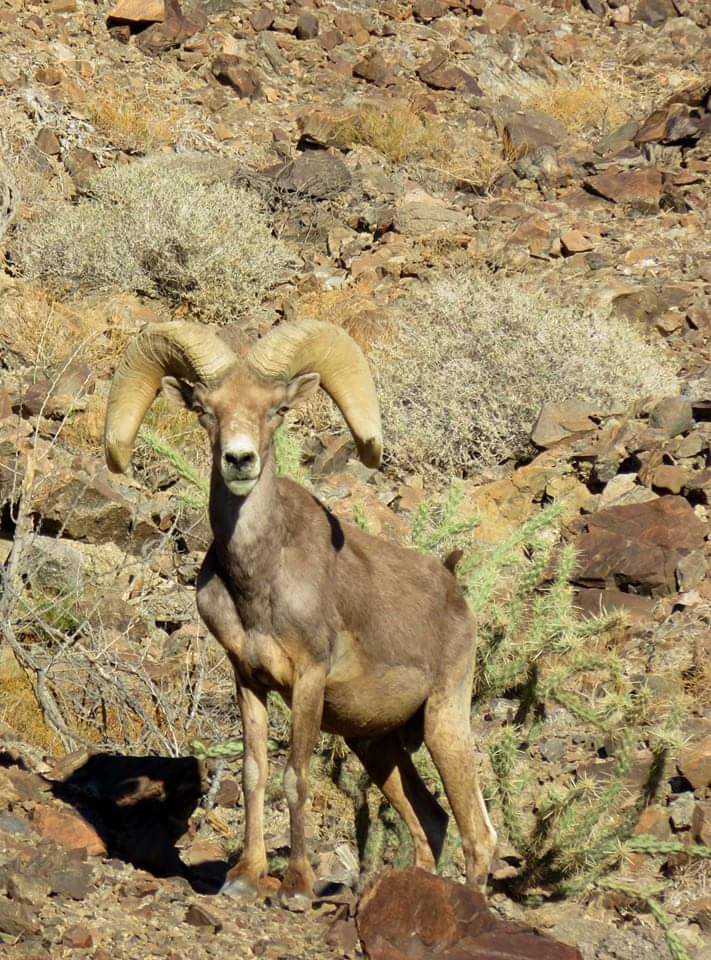 hunt in arizona