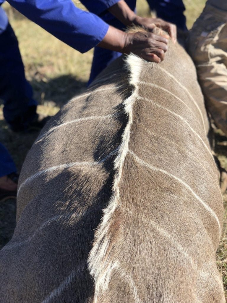 hunting kudu in south africa