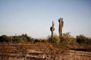 Hunting in Arizona: 3 Places to Go NOW
