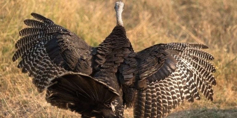 Turkey Calls: How-To Make Your Own