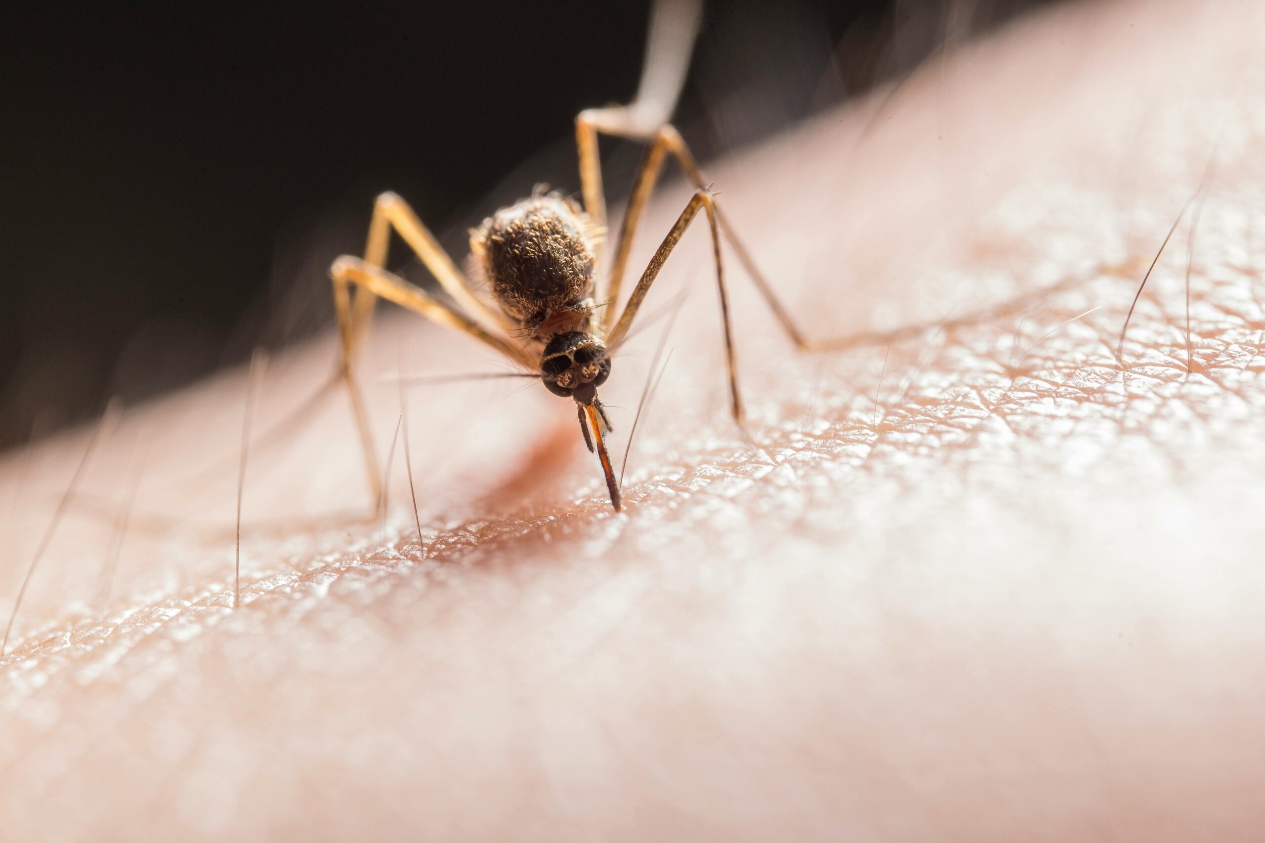 Adventure Ready Brands: Proven Strategies to Fight Summer Pests
