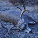 Deer Hunting: The Basics for Beginners