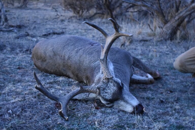 First Deer Hunt: 5 Things Every Beginner Should Know