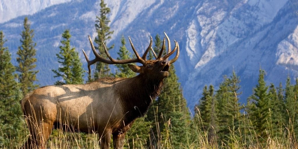 Best Calibers for Elk Hunting:: Top Picks