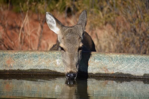 Is My Wild Game Safe to Eat?