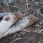 Field Dressing Tips and Tricks