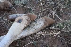 Field Dressing Tips and Tricks