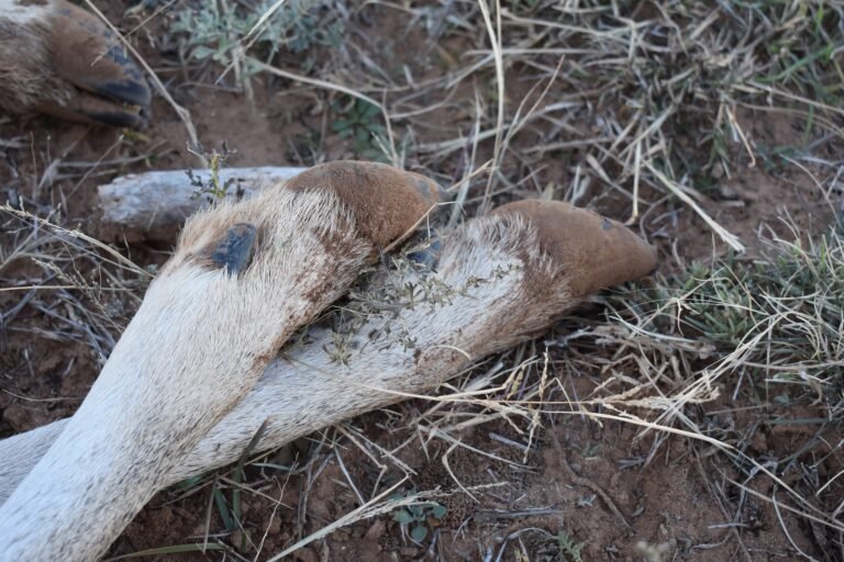 Field Dressing Tips and Tricks