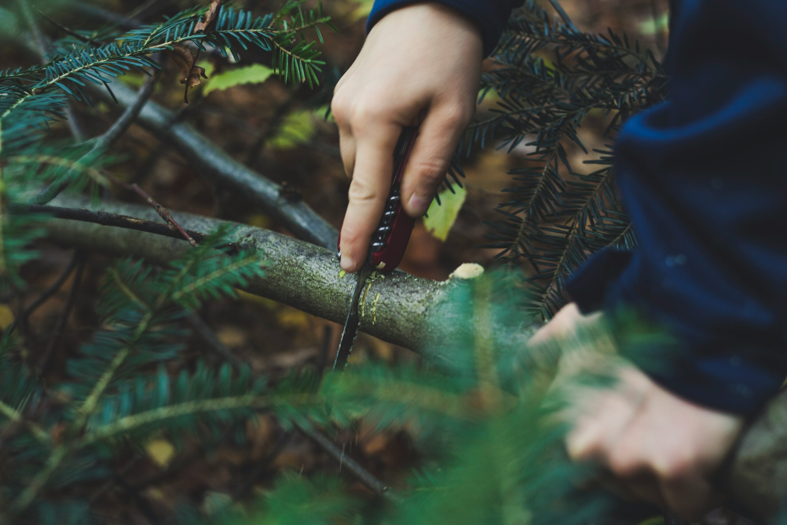Surviving the Wild: 3 Important Tips
