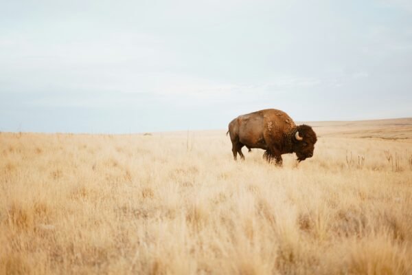 My Memorable Bison Hunt: An Unforgettable Experience