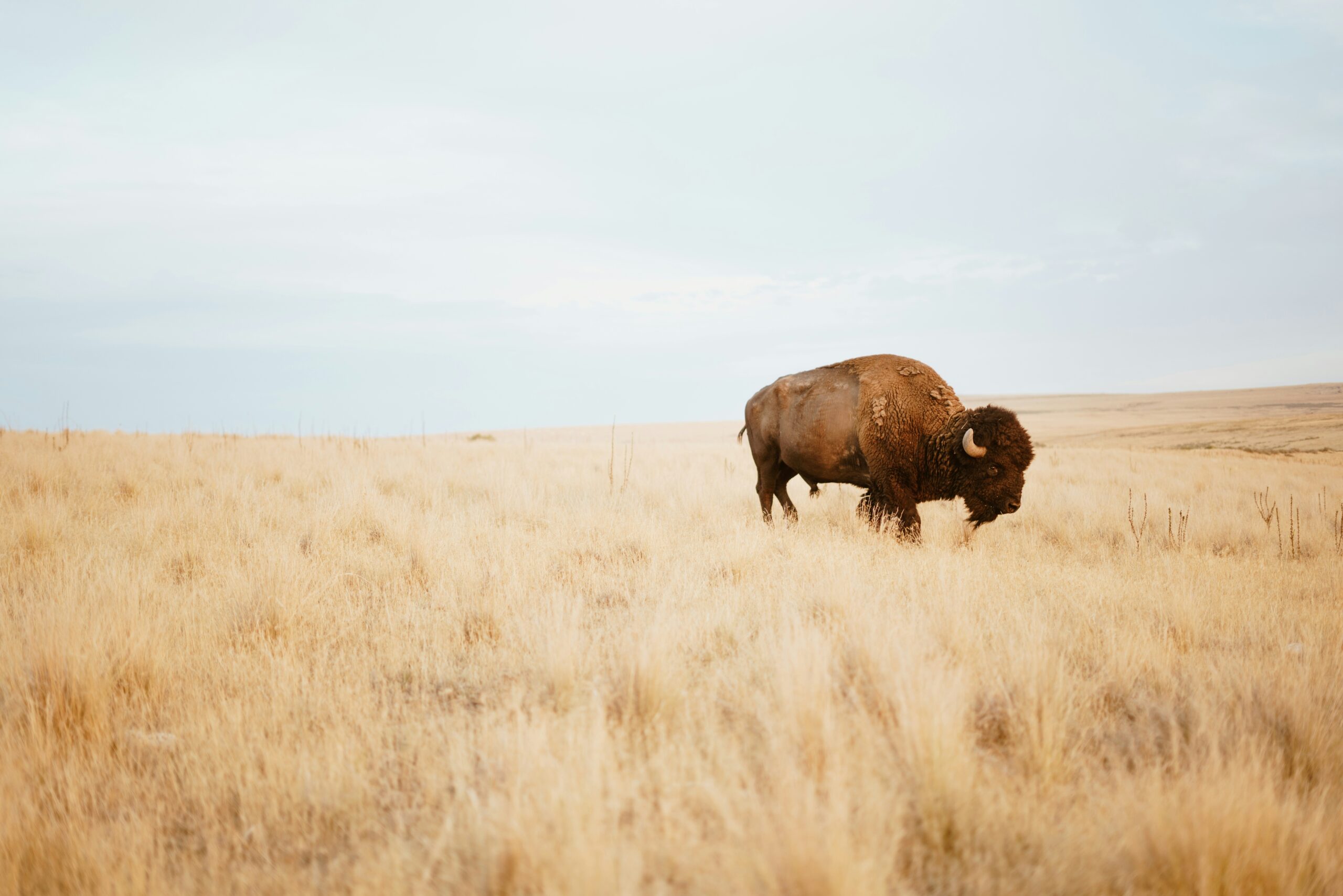 My Memorable Bison Hunt: An Unforgettable Experience My Memorable Bison Hunt: An Unforgettable Experience