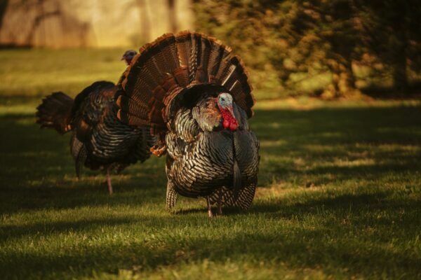 Turkey Hunting: When No Isn't an Option
