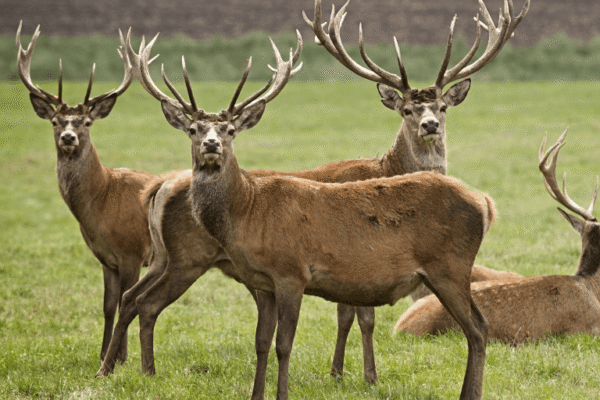 Miss Pursuit fall hunting