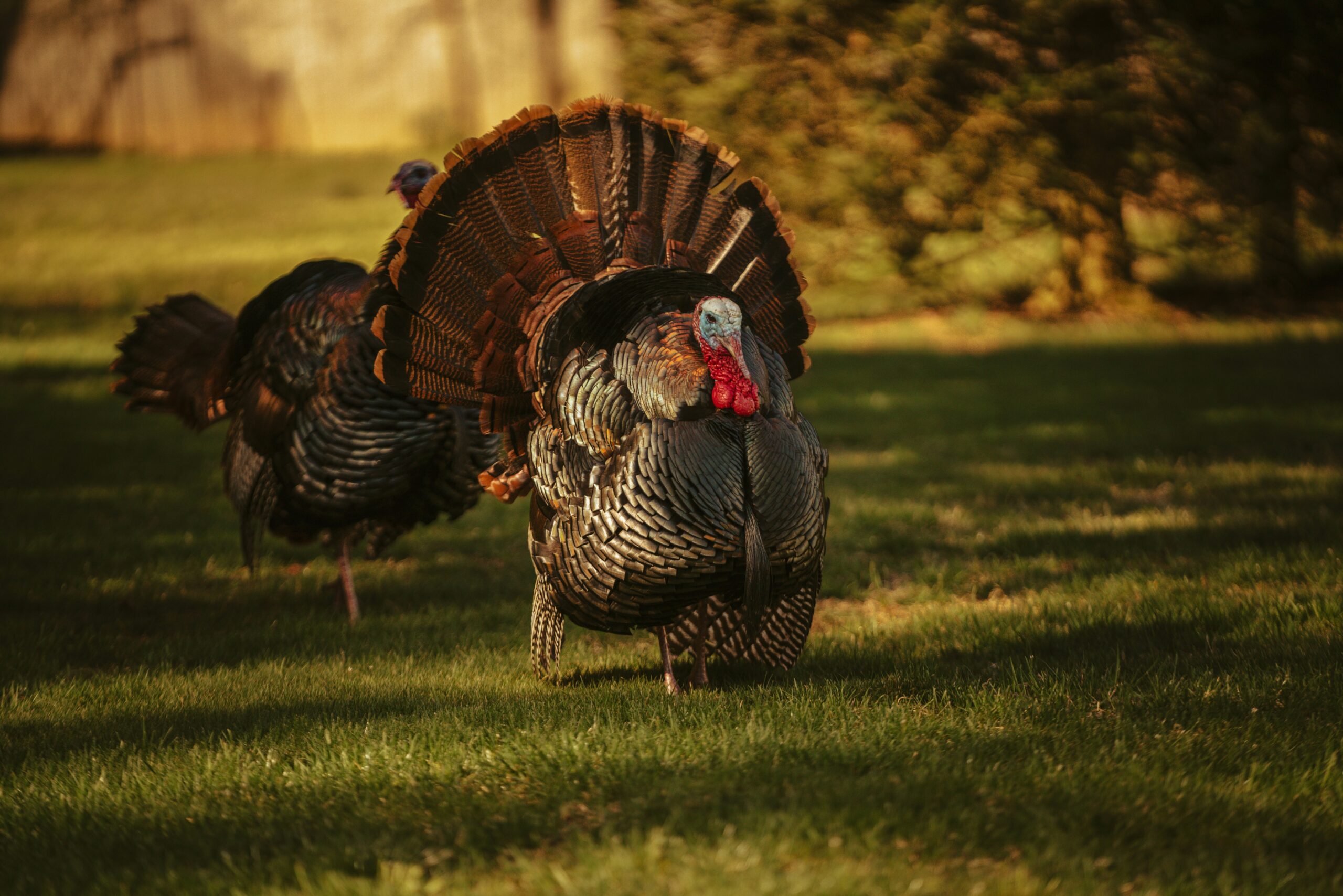 Pregnant...and Turkey Hunting