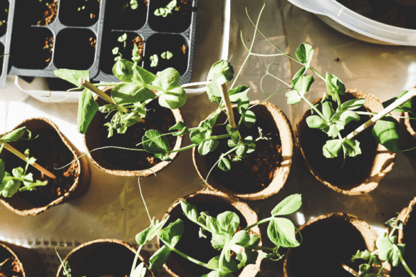 miss pursuit bucket garden