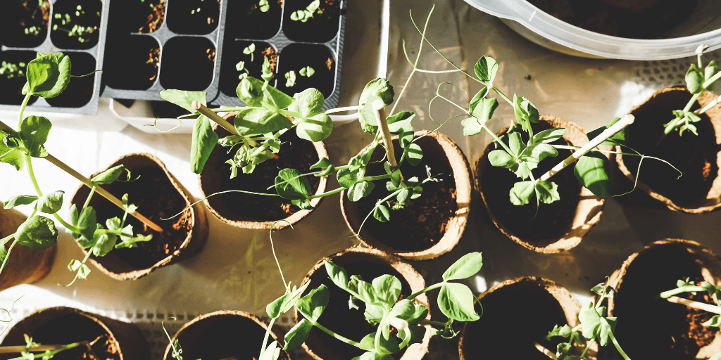 miss pursuit bucket garden