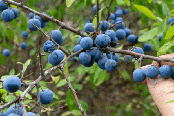 Berry foraging