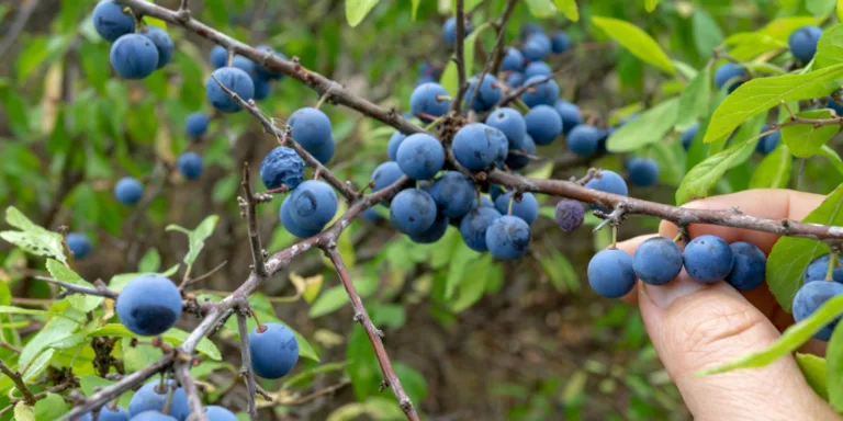 Berry foraging