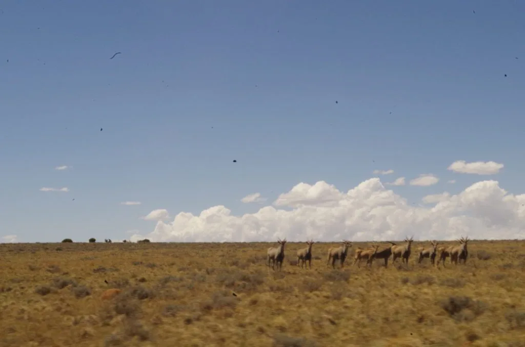 too many animals in target group