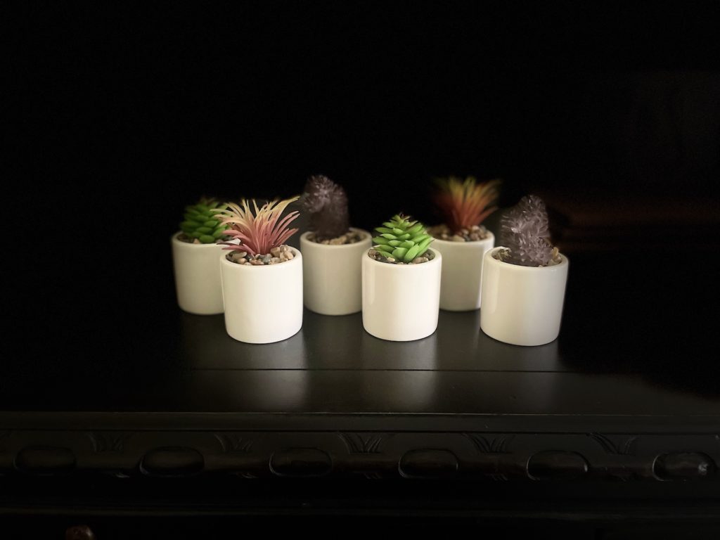 succulents for house
